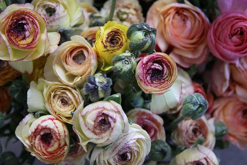 roses