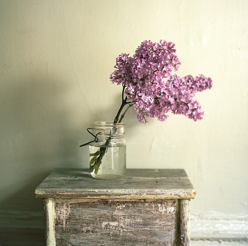 lilac
